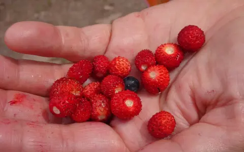 Eine Hand hält viele kleine, rote Walderdbeeren und eine Blaubeere. Vorsicht: Nicht alle kleinen roten Beeren sind essbar, manche wilde Erdbeeren sind giftig.