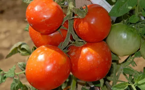 Grappe de tomates Saint-Pierre mûres, prêtes à être dégustées. Avis : saveur douce et chair ferme.