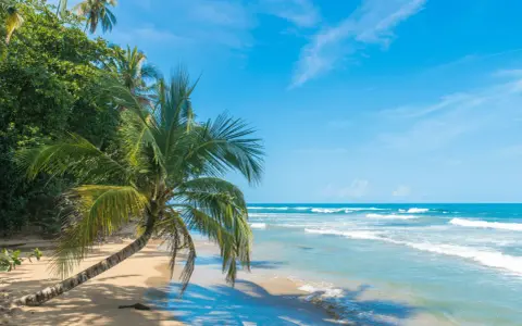 Plaża w Kostaryce z palmą pochyloną nad piaskiem i turkusowym oceanem.