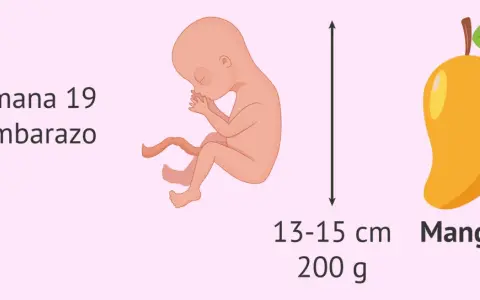 Bebé en semana 19 de embarazo, mide 13-15 cm y pesa 200 g, como un mango.