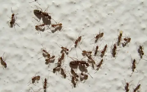 Un grupo de hormigas, una plaga común en casa, camina sobre una pared blanca.