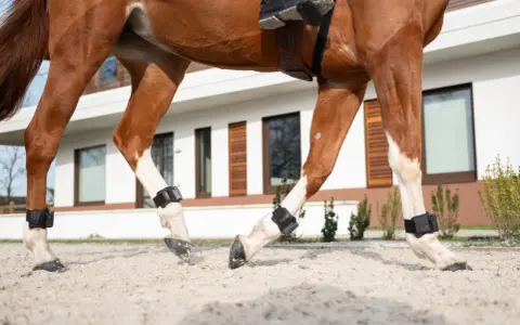 Gros plan sur le pied de cheval sans sabot, avec des protections noires aux membres, marchant sur du sable.