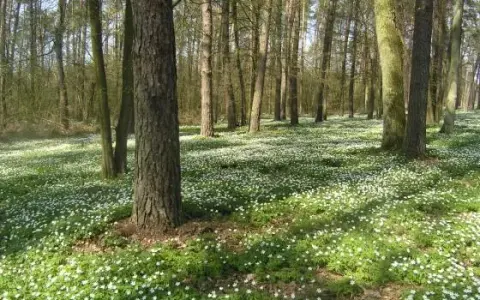 Rezerwat przyrody Czarny Las – unikalne atrakcje i dzika natura