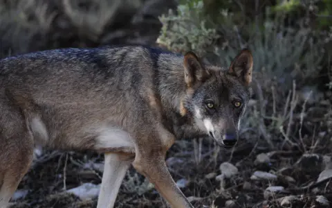 Un lobo ibérico, un majestuoso animal donde hay lobos en España, camina entre la vegetación y las rocas.