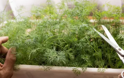 En hand håller dillplantor för att klippa dem med en sax. Det är enkelt att odla dill i kruka inomhus för färska kryddor året runt.