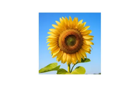 Un girasol radiante bajo un cielo azul. Sus cuidados son sencillos: sol, agua y un buen suelo para que crezca así de espectacular.