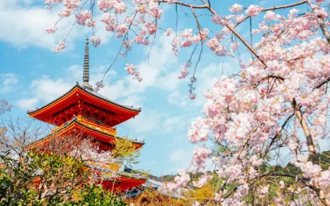Piękna pagoda w Kioto, kiedy kwitną wiśnie w Japonii. Różowe kwiaty otaczają tradycyjną architekturę.