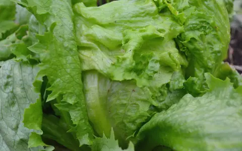 En närbild av en krispig isbergssallat som växer i trädgården. Perfekt för att odla isbergssallad för en fräsch sallad.