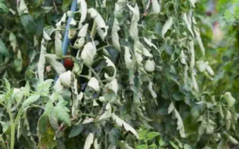 Pianta di pomodoro con foglie accartocciate, sintomo di malattie o stress idrico. Un pomodoro rosso è visibile tra le foglie sofferenti.