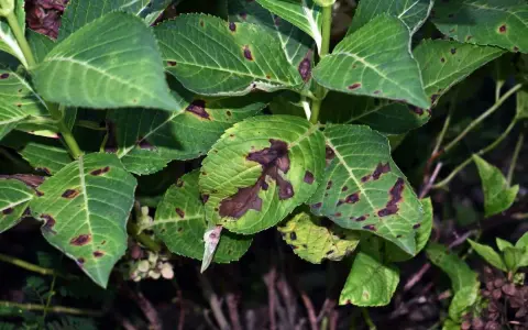 Feuilles d'hortensia atteintes de la maladie des hortensias, présentant des taches brunes et des zones nécrosées.