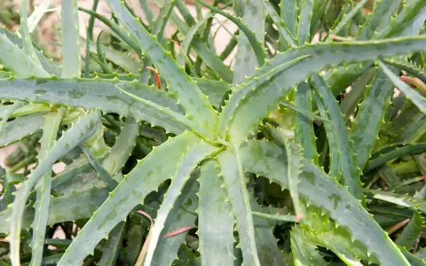Gros plan sur une plante d'aloès aux feuilles charnues et dentelées, un remède naturel aux multiples vertus.