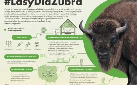 Gdzie żyją żubry? Projekt #LasyDlaŻubra obejmuje monitoring, poprawę warunków środowiskowych, budowę infrastruktury i tworzenie nowych stad, by zapewnić im bezpieczne siedliska.