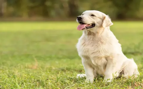 Jak dbać o sierść golden retrievera, aby uniknąć kołtunów i problemów zdrowotnych