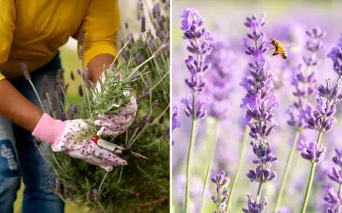 En person med blomstrande handskar klipper lavendel. En bi surrar bland de lila blommorna.