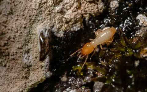 Una termita solitaria explora un entorno húmedo y oscuro, cerca de una pared rugosa.
