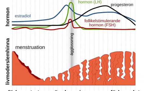 Graf visar hormonella svängningar under menscykeln. Kan vara svårt att bli gravid trots regelbunden mens om ägglossning eller hormonbalans påverkas.