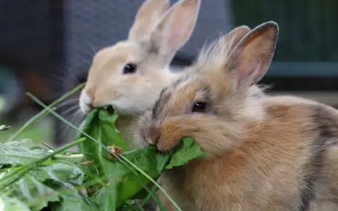 Zwei Kaninchen fressen genüsslich grünes Blattgemüse. Sie sind sehr hungrig und man fragt sich, wie viel fressen Kaninchen am Tag.