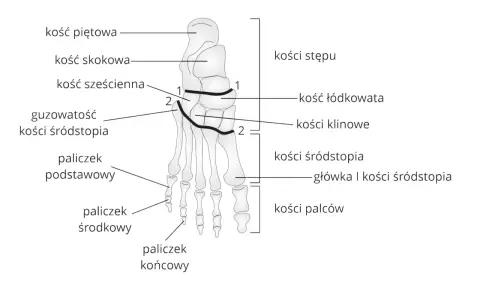 Anatomia stopy: kości stępu, łódkowata, klinowe, śródstopia i palców. Szczegółowa budowa stopy z oznaczeniami.