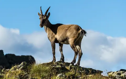 Stambecco su roccia, con manto che ricorda il **scamosciato significato** di resistenza e adattamento all'ambiente montano.