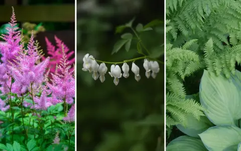 Rosa astilbe, vita hjärtblommor och gröna ormbunkar trivs i perenn skugga.