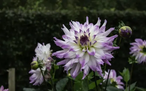 En stor, vit dahlia med lila kanter blommar i den rika jorden till dahlior. En knopp anas bredvid.