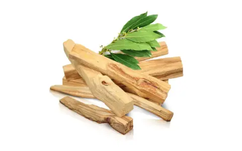Montón de astillas de palo santo, madera aromática de donde se saca el palo santo, con hojas verdes.