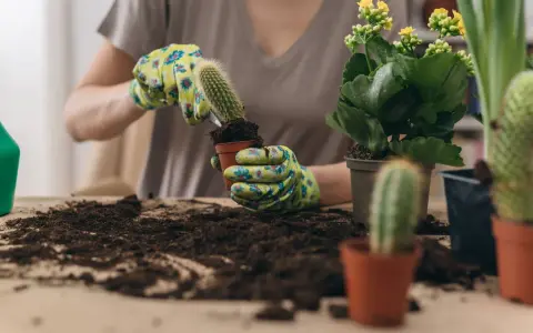 Manos enguantadas sostienen un cactus para trasplantarlo a una nueva maceta. Tierra y otras plantas alrededor.