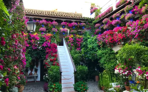 Blühende patios in Córdoba, ein Meer aus bunten Blumen, das sich über Wände und Treppen rankt.