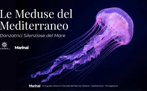 Medusa viola luminosa, una danzatrice silenziosa del mare, nel Mar Tirreno.