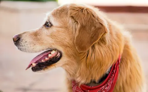 Uśmiechnięty golden retriever w czerwonej bandanie. Czy golden retriever jest agresywny? Ten piesek z pewnością nie!