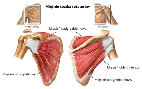 Anatomia barku: mięsień nadgrzebieniowy przyczepy, podłopatkowy, obły mniejszy i podgrzebieniowy. Widok z przodu i z tyłu.