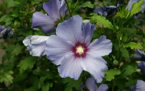 Fleurs bleues délicates d'un hibiscus syriacus, avec un cœur pourpre et des pétales plissés.