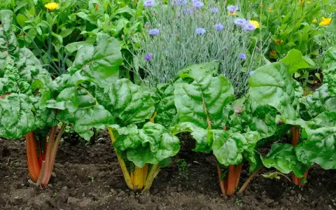 Reichhaltige **mangold pflanzen** mit leuchtend roten und gelben Stielen wachsen im Garten, umgeben von Kornblumen und anderen grünen Pflanzen.