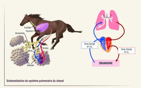Schéma du système pulmonaire du cheval, montrant les poumons, les bronches, les alvéoles et le cœur. Utile pour comprendre l'asthme cheval.