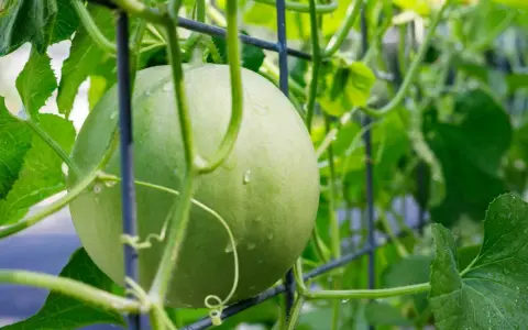 Un melon vert, encore jeune, s'accroche à un treillage. Les vrilles et les feuilles luxuriantes témoignent de la culture du melon grimpant.