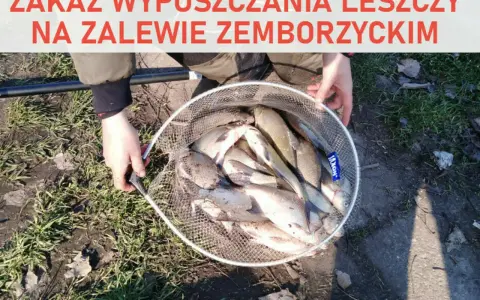 Zakaz wypuszczania leszczy na zalewie zemborzyckim. W siatce pełnej ryb, złowionych nad wodą.