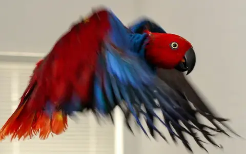 Pappagallo rosso e blu in volo, con le ali spiegate. Sembra un pappagallo intossicato per i colori vivaci e il movimento sfocato.