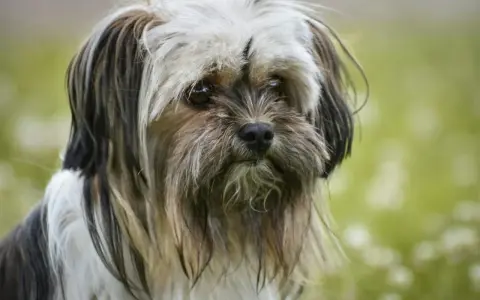 Un Lhassa Apso au poil court, au regard doux, se promène dans un champ verdoyant.