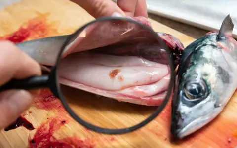 L'anisakis nel pesce crudo è un pericolo: se non cotto bene, anisakis si muore. Qui si vede un verme sotto lente d'ingrandimento.