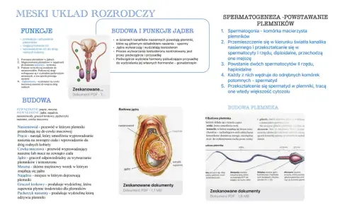 Gdzie znajduje się sperma? W jądrach, gdzie powstaje, a następnie dojrzewa w najądrzach. Dalej wędruje nasieniowodami.