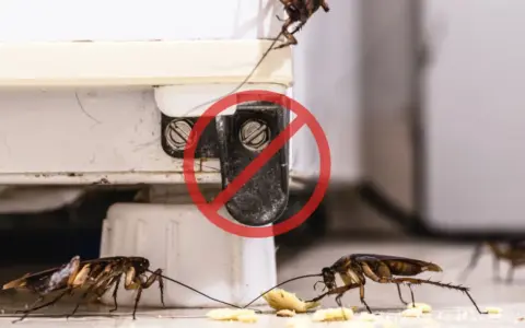 Cucarachas en la cocina, un problema común que puede causar alergia a las cucarachas. ¡Detenlas!