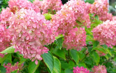 Ein Meer aus zarten rosa Rispenhortensien, bereit für den Rückschnitt im Herbst.