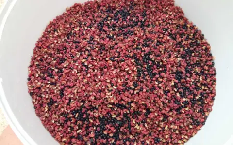Un bol rempli de poivre de Sichuan rouge et noir, prêt pour la récolte. Le moment idéal pour quand récolter le poivre de Sichuan est quand les baies sont mûres.