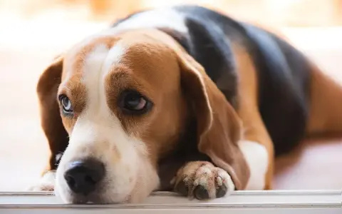 Smutny beagle leży, jego oczy wyrażają cierpienie, jakby czuł ból trzustki objawy.