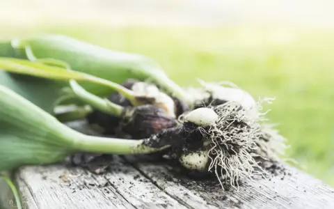 Tulip bulbs with roots and green shoots, ready for planting. This image hints at when to dig up tulip bulbs for storage or replanting.