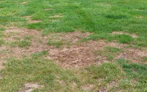 Patches of brown, dead grass on a lawn, possibly due to an infestation of white grubs feeding on the roots.