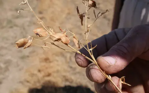 Main d'agriculteur tenant une tige sèche de lentilles, prête pour la récolte dans un champ.