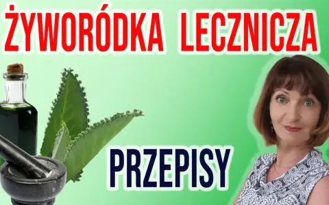 Jak zrobić nalewkę z żyworódki? Kompletny przewodnik krok po kroku