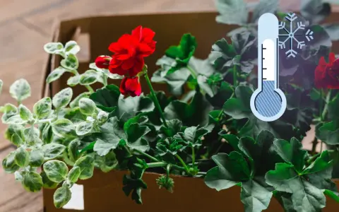 Czerwone pelargonie w kartonie, obok termometr wskazujący niską temperaturę. Czas pomyśleć, jak przyciąć pelargonie na zimę.