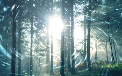 Promienie słońca przebijają się przez drzewa w lesie, tworząc magiczną aurę. W powietrzu unoszą się iskierki, jakby to był tekst "Sol Invictus".
